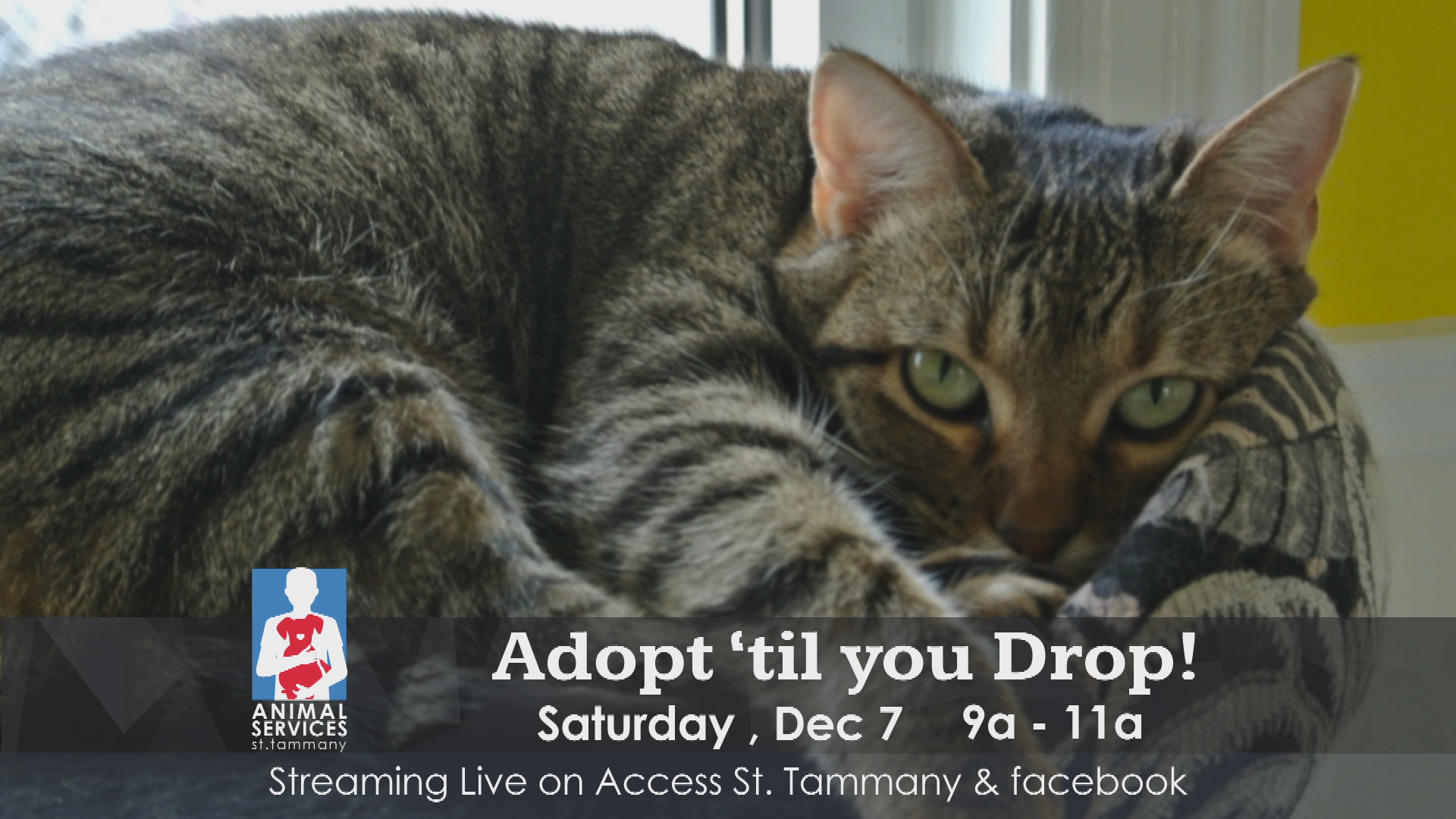 Pet Adopt-A-Thon PSA