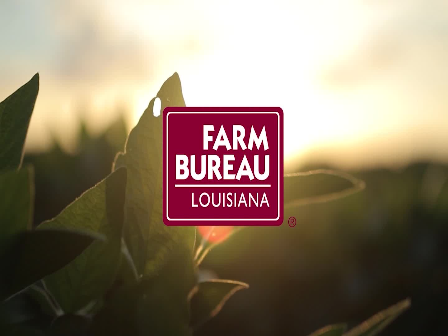 TWILA : December 20, 2024